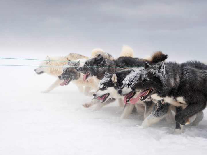 mehrere Grönland-Huskys