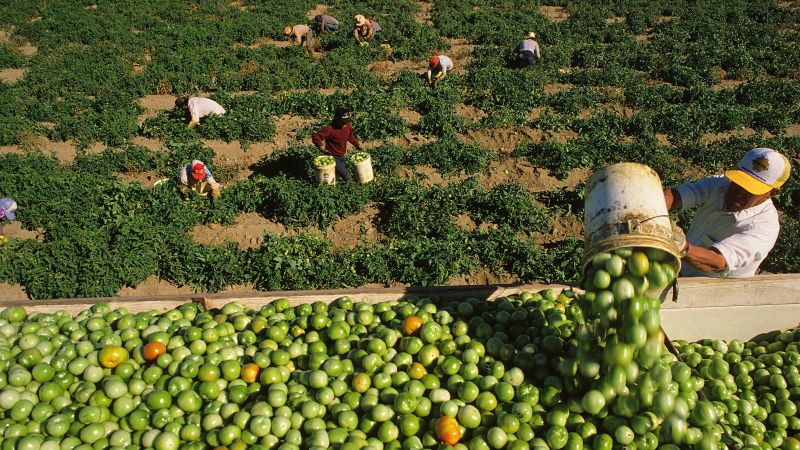 Arbeiter:innen bei der Tomatenernte auf dem Feld