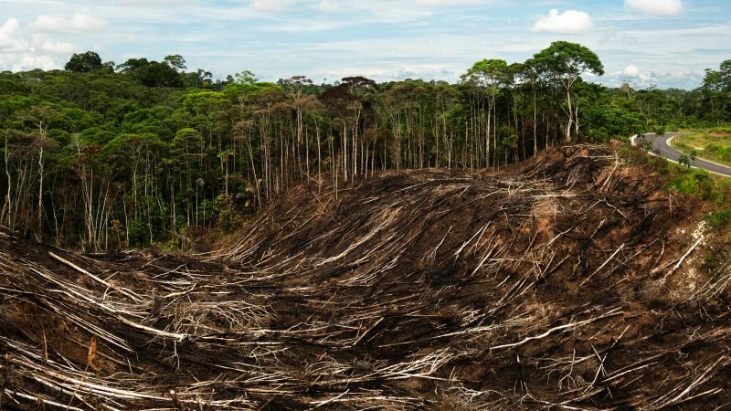 Kahlschlag im Yasuni-Regenwald im Nordosten Ecuadors