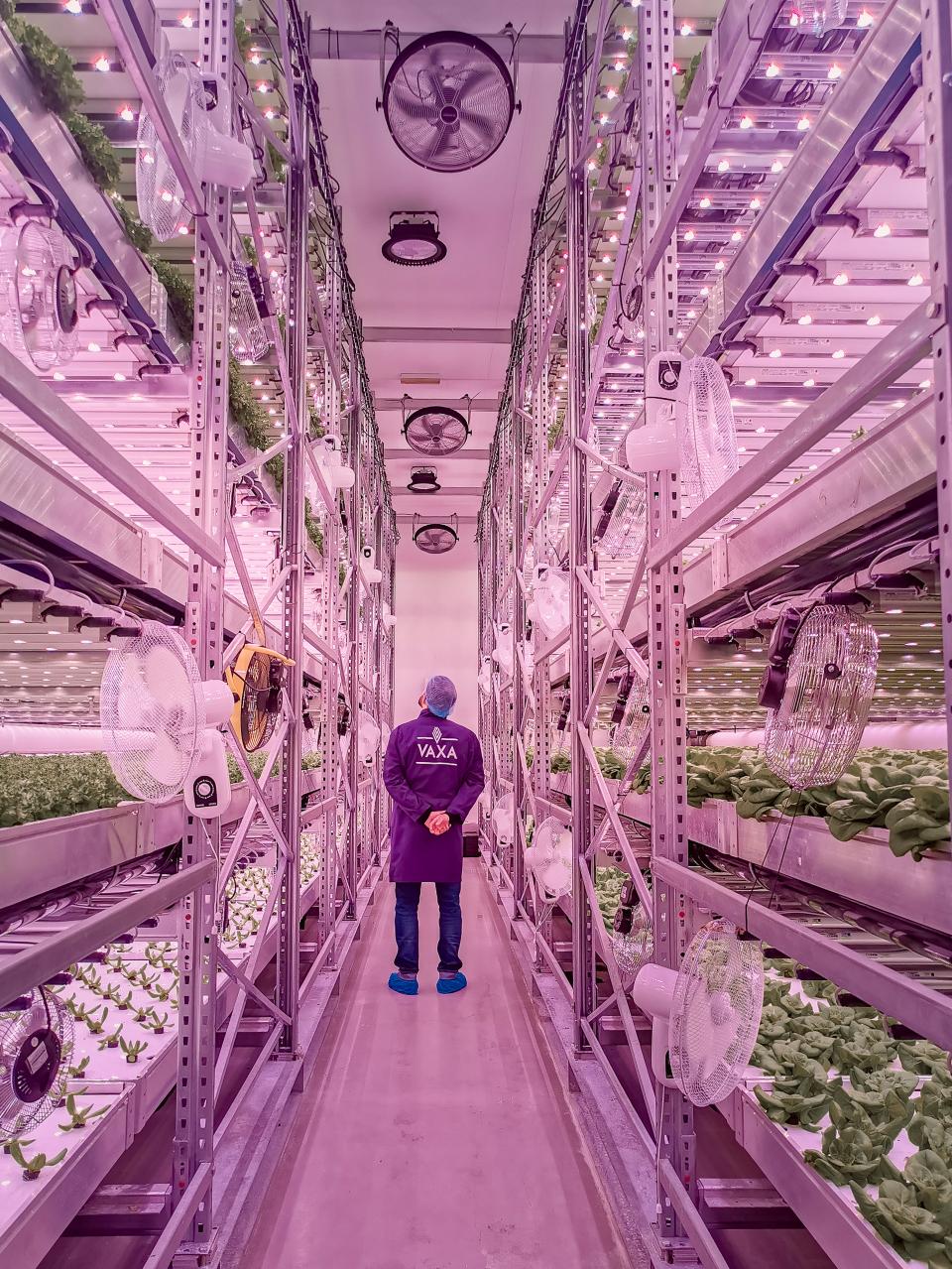 eine Vertical-Farming-Anlage ausserhalb von Reykjavík, Island