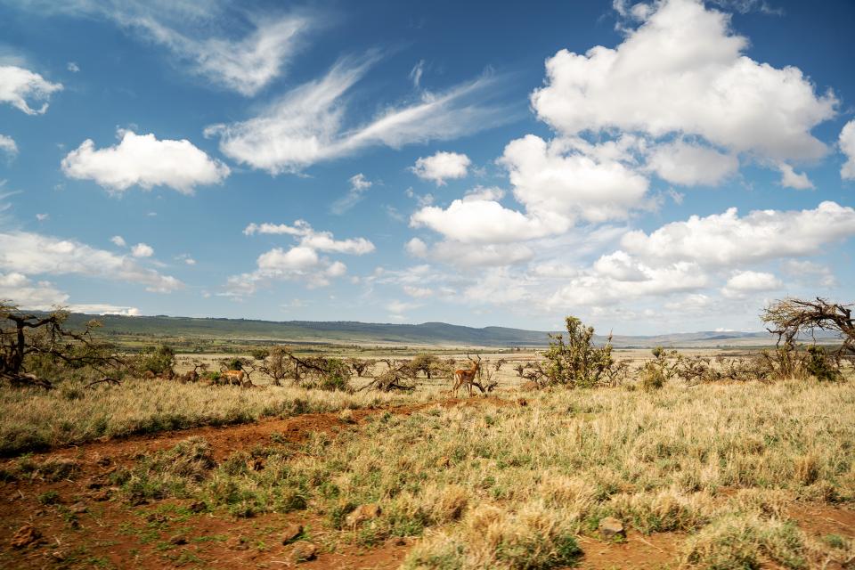 Blick über die steppenartige Landschaft des Lewa-Schutzgebiet