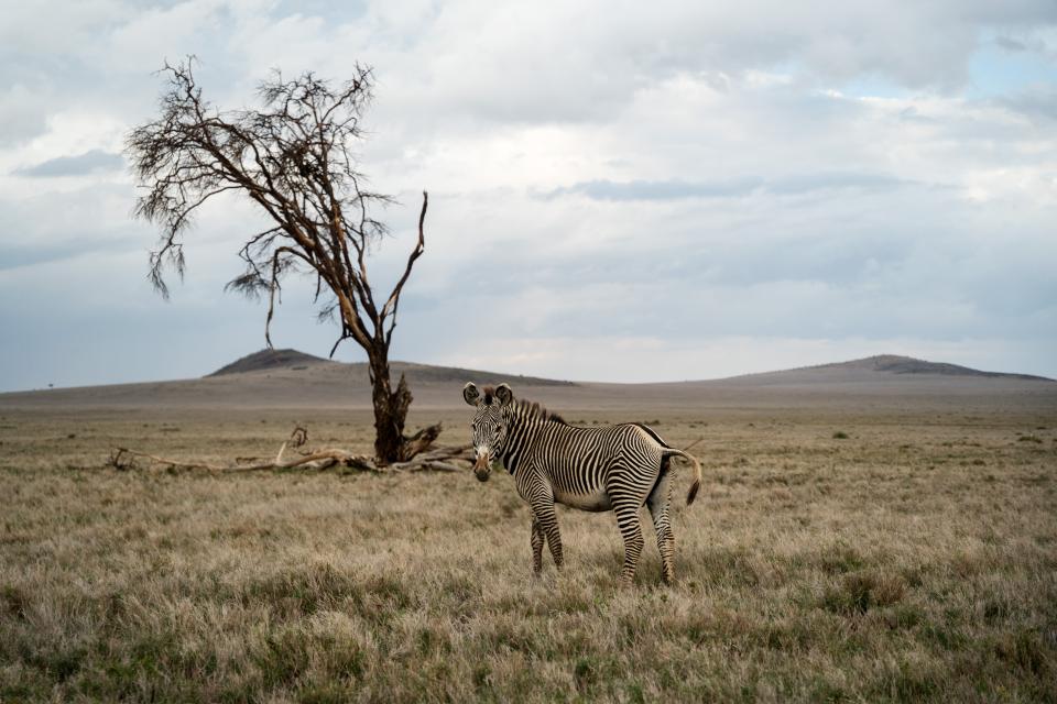 ein Grevyzebra im Lewa-Schutzgebiet