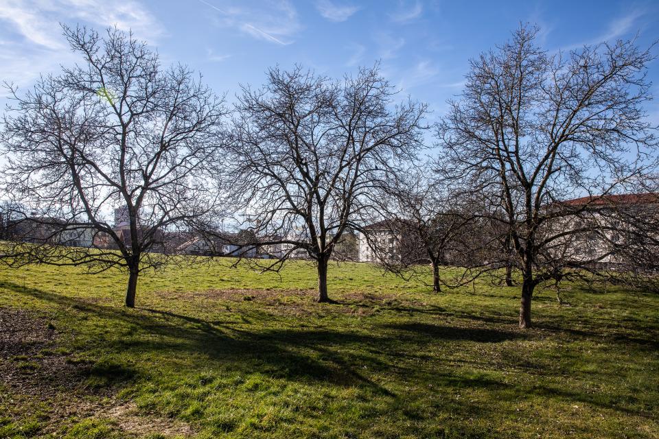 Eine noch unverbaute Wiese in Lausanne