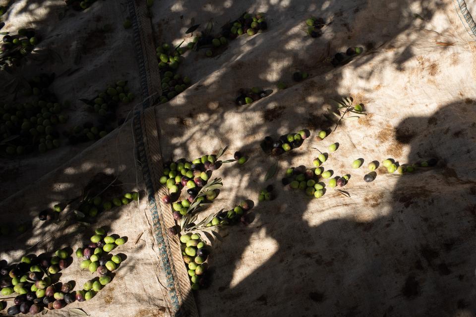 Schatten einer Frau bei der Olivenernte im Westjordanland