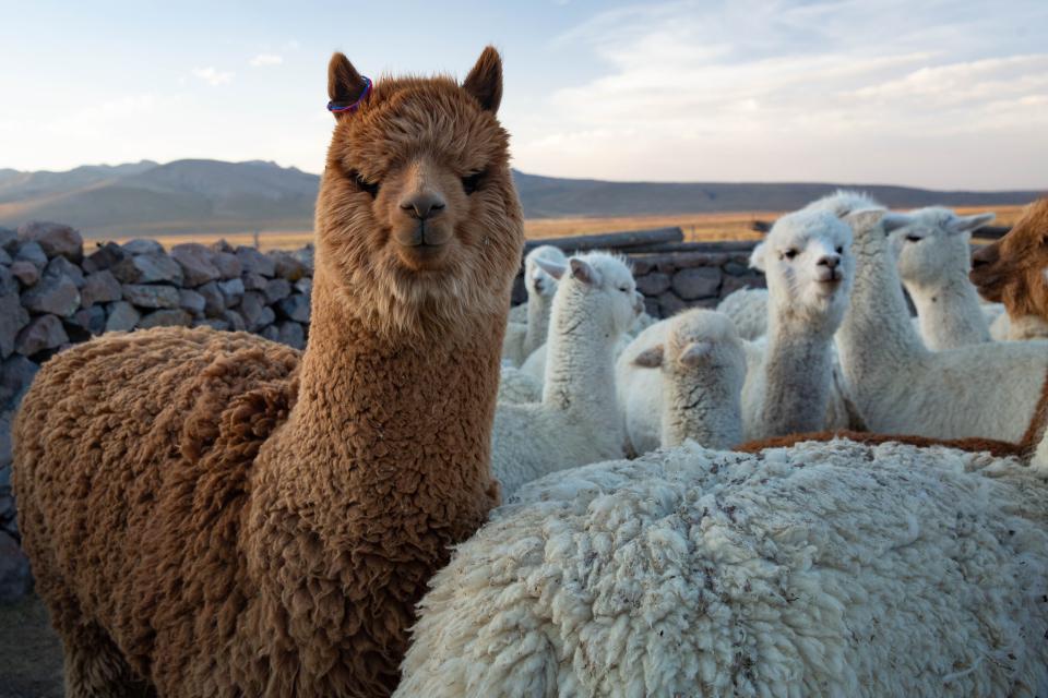Alpaka-Tiere auf einer von Steinmauern umgebenen Weidefläche