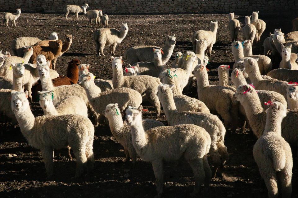 Alpaka-Herde in Peru