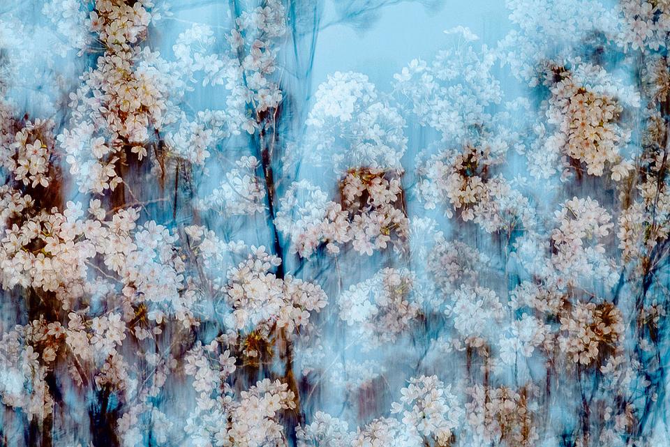Yoshinori Mizutani, Sakura 002, 2015, Pigmentdruck, 97 × 145,6 cm