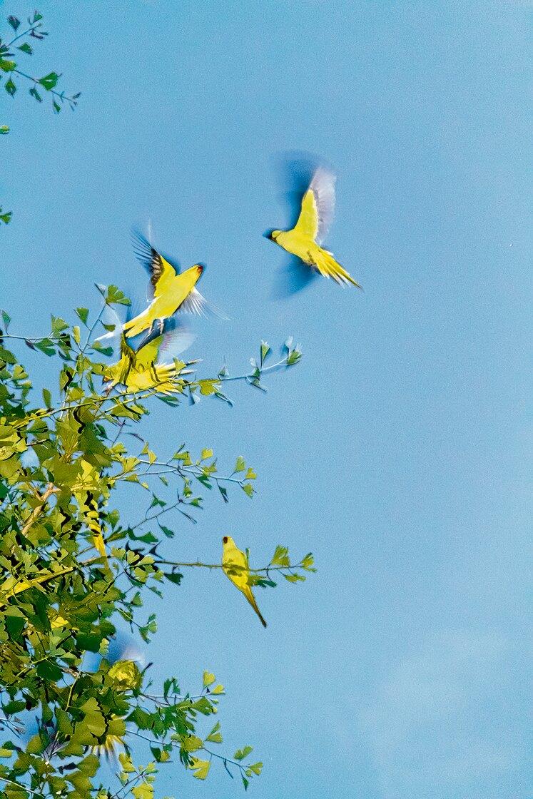 Yoshinori Mizutani, Tokyo Parrots 009, Pigmentdruck, 2013, 80 × 53,3 cm