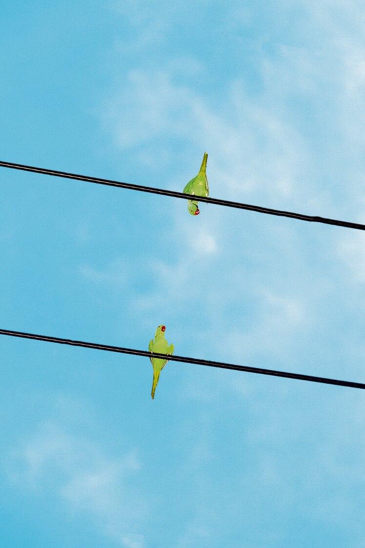 Yoshinori Mizutani, Tokyo Parrots 048, 2013, Pigmentdruck, 80 × 53,3 cm