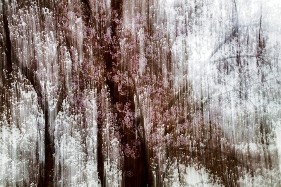Yoshinori Mizutani, Sakura 031, 2015, Pigmentdruck, 97 × 145,6 cm