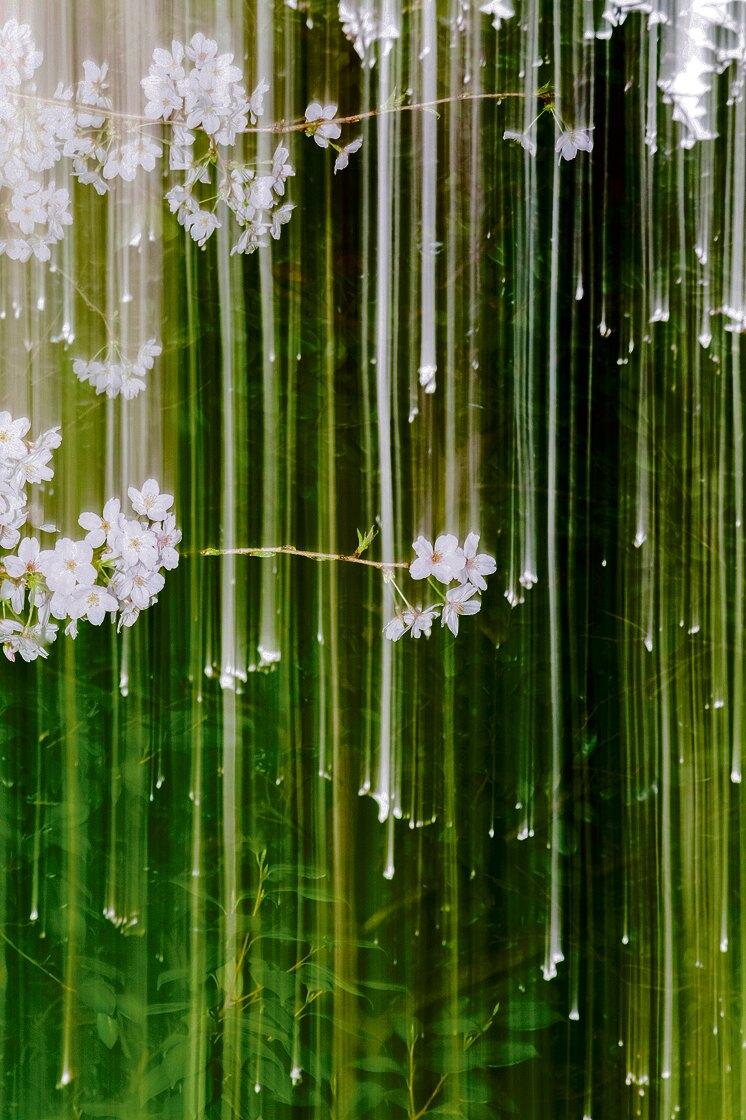 Yoshinori Mizutani, Sakura 014, 2015, Pigmentdruck, 145,6 × 97 cm