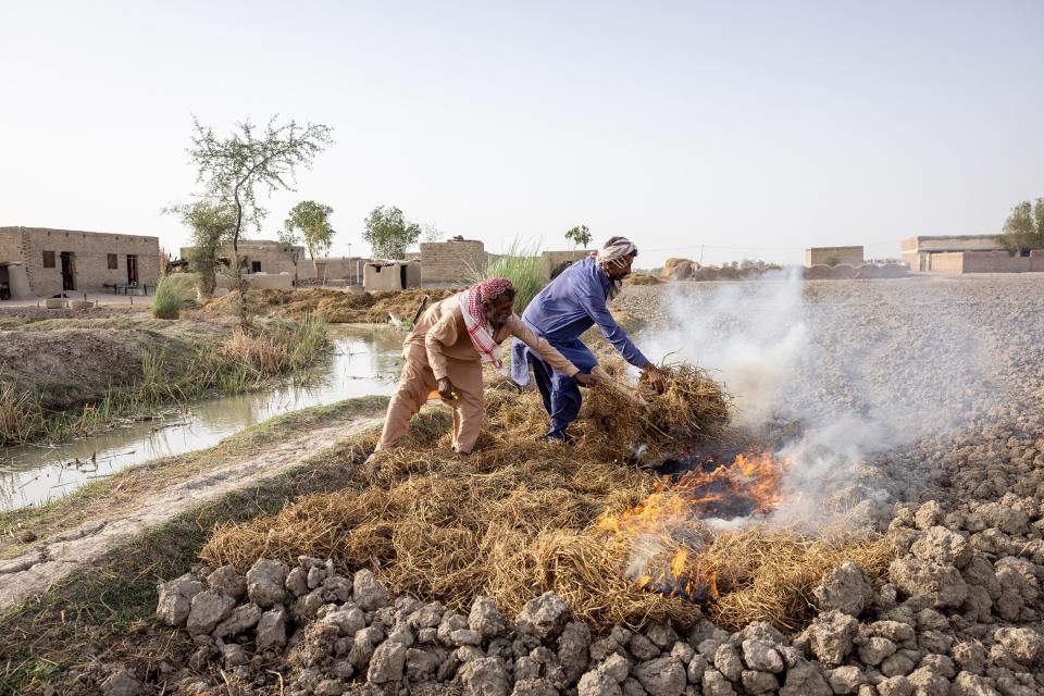 Bauern beim Anlegen neuer Reisfelder in der Provinz Sindh. 