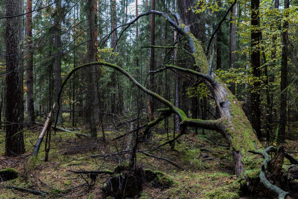 Foto: Der Wald von Białowieża