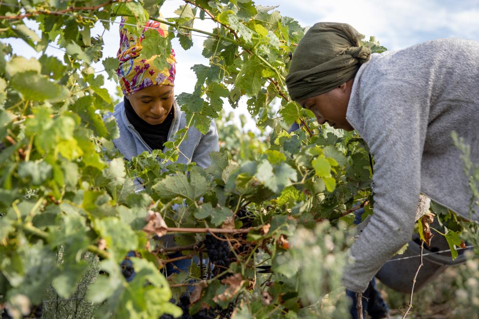 Arbeiterinnen auf einer Fairtrade-Farm bei der Trauben-Ernte