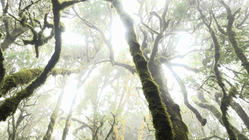 Filmstill aus «While the Green Grass Grows»: Bäume welche mit Moos bewachsen sind