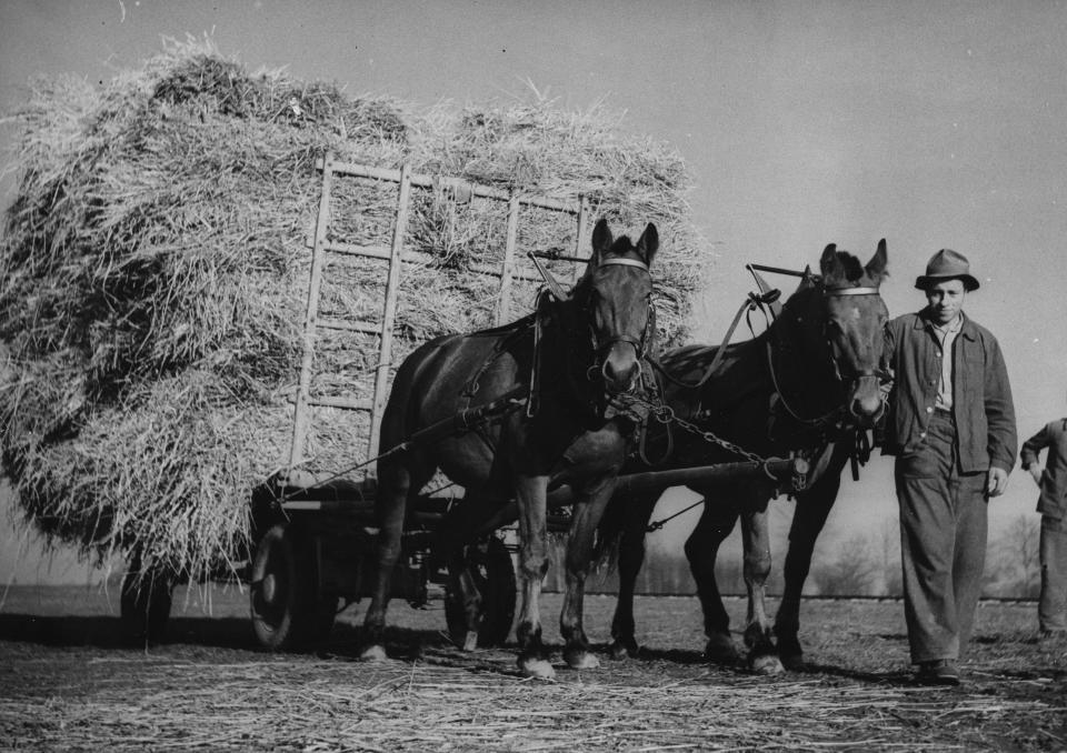 historisches Bild: ein Bauer transportiert mit einem Pferdewagen Stroh