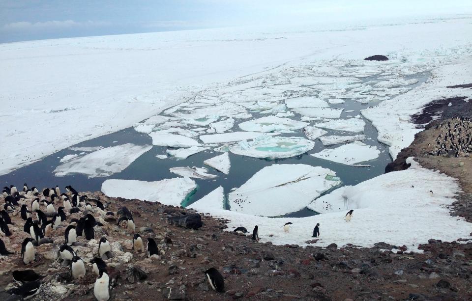 Pinguine auf dem Festland in der Antarktis, im Hintergrund Eisschollen