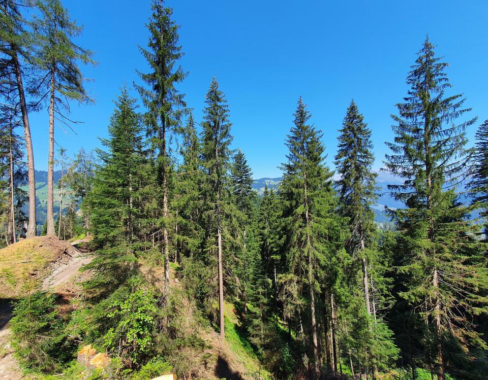 Wald oberhalb Jenaz