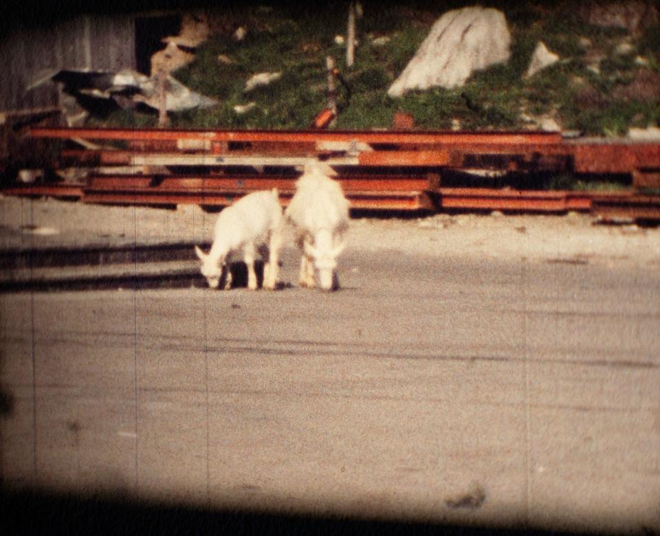 Filmszene aus Super-8-Film abfotografiert: zwei Ziegen auf einem Asphalt-Platz