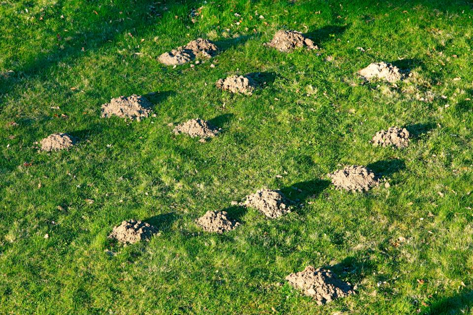 Symbolbild: Maulwurfhügel auf einer Wiese