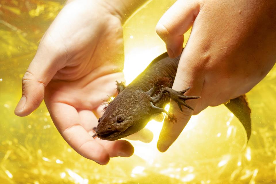 ein Axolotl aus Xochimilco