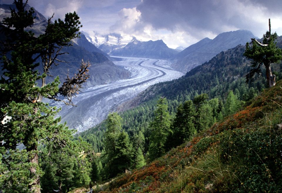 Blick auf den Aletschwald und Aletschgletscher