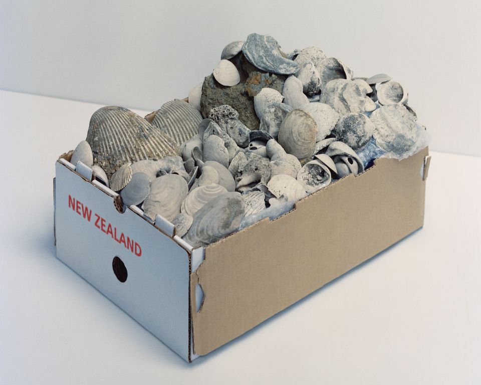 Kiste mit fossilen Muschelschalen