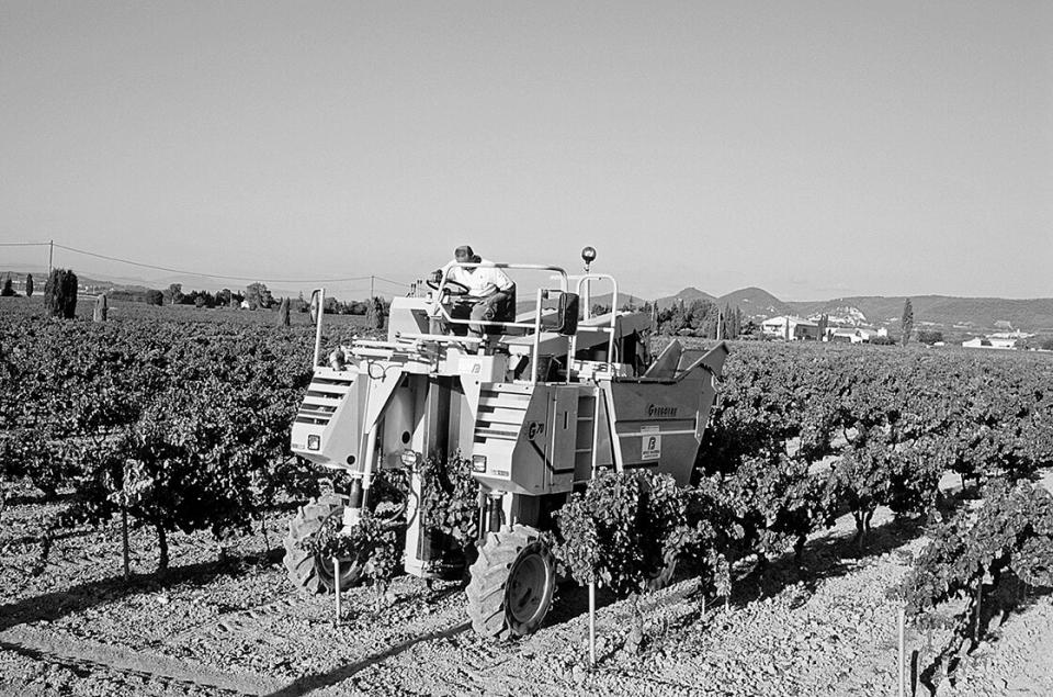 Weinernte in der Provence