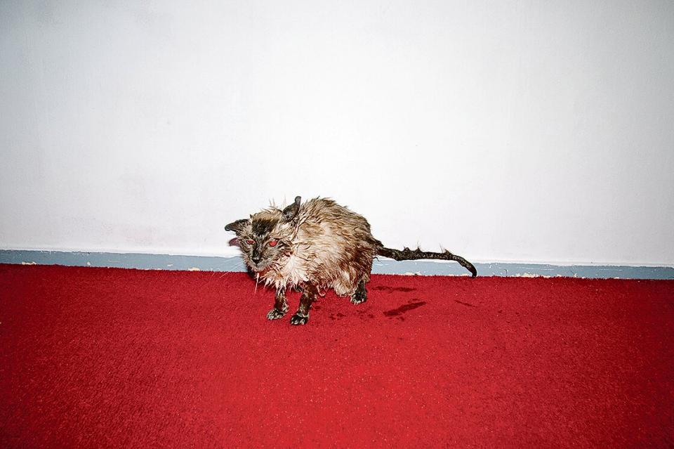 Isolde Woudstra, Slayer, 2008