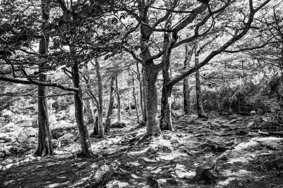 Bäume im Forêt de la Massane