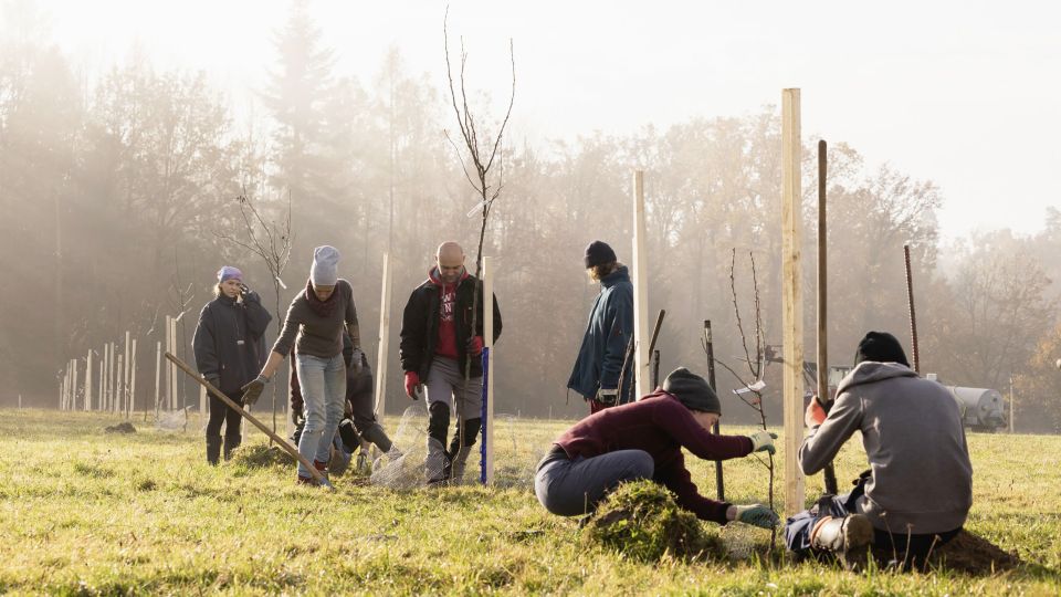 mehrere Personen pflanzen Bäume in einem Agroforst in Wallenbuch