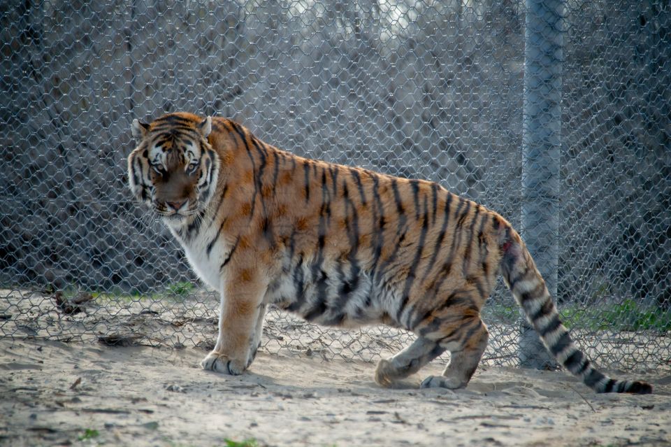 Tiger in einem Zoo