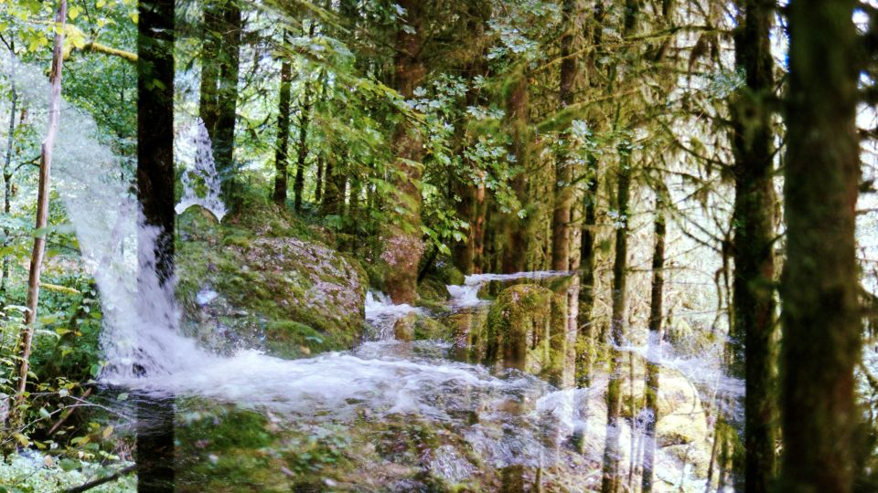 Foto-Doppelbelichtung: Wald im Val-de-Travers und ein Bach