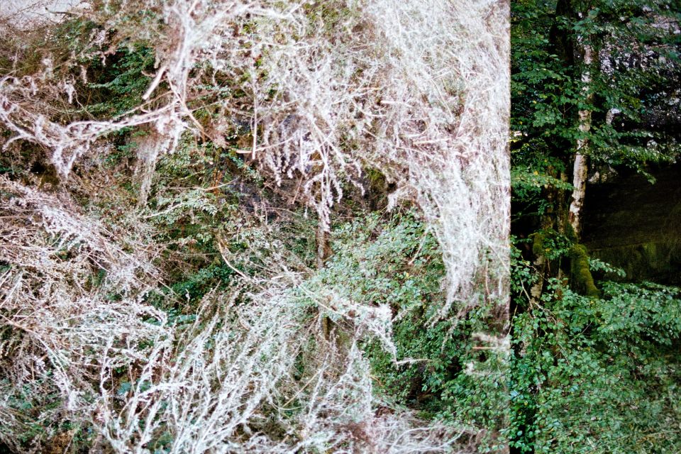 Foto-Doppelbelichtung: Wald und Pflanzen