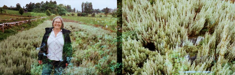 Foto-Doppelbelichtung: Landwirtin Marlise Baur und ein Wermutfeld