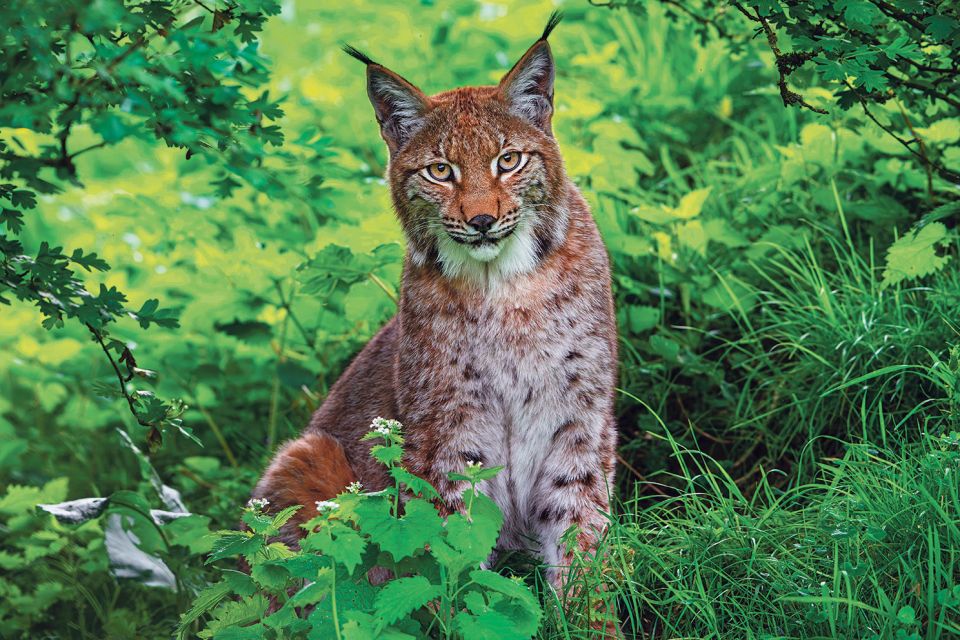 ein Luchs im Unterholz
