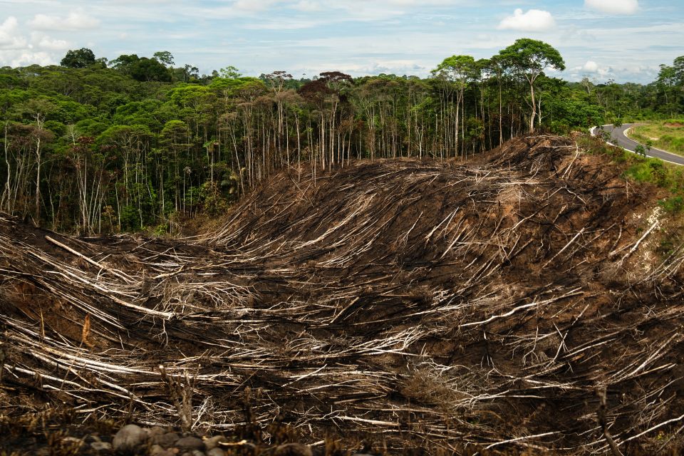 Kahlschlag im Yasuni-Regenwald im Nordosten Ecuadors