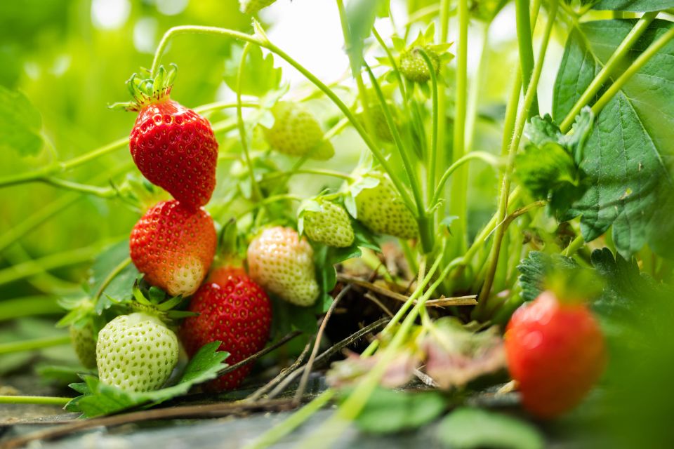 Symbolbild: eine Erdbeer-Planze mit Beeren