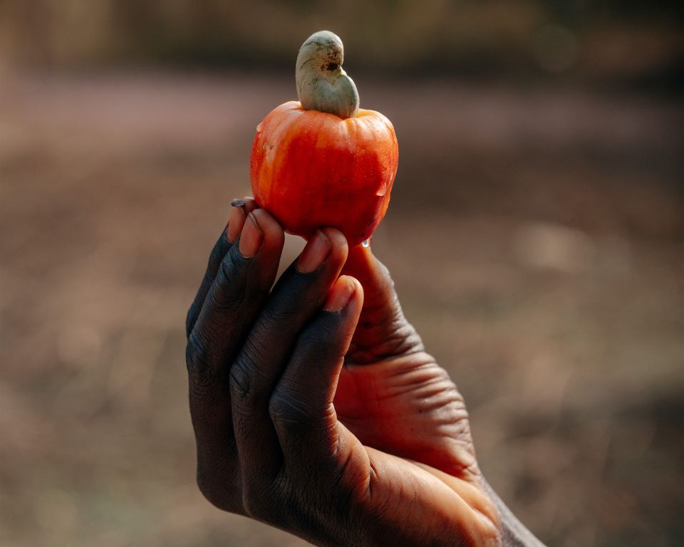 eine Hand hält einen Cashewapfel