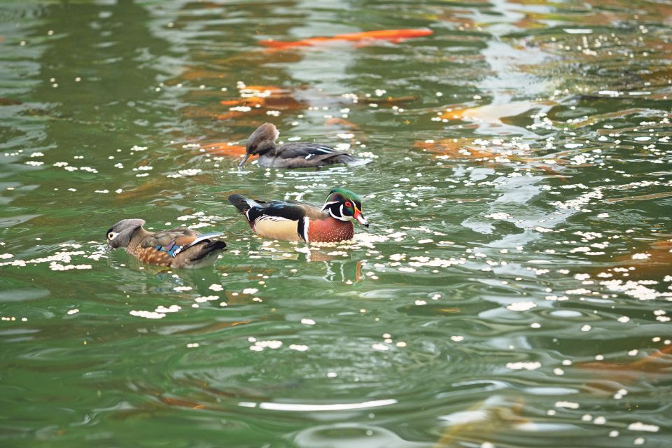 Brautente mit weiteren Enten im Teich