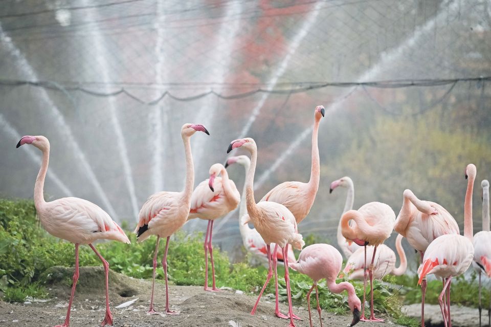 eine Gruppe von Flamingos