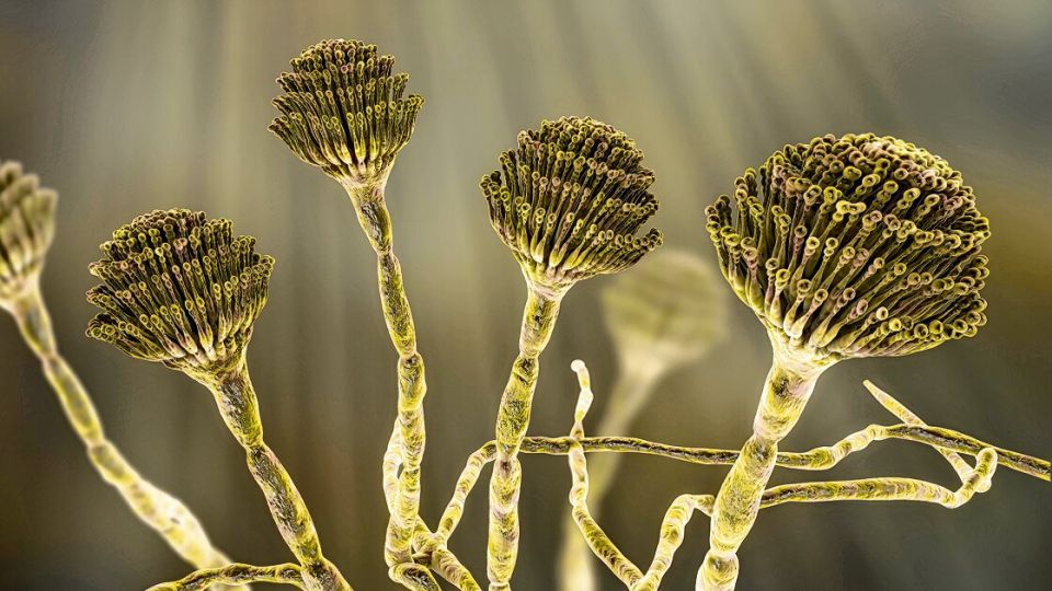 Computerdarstellung des gefährlichen Aspergillus fungus