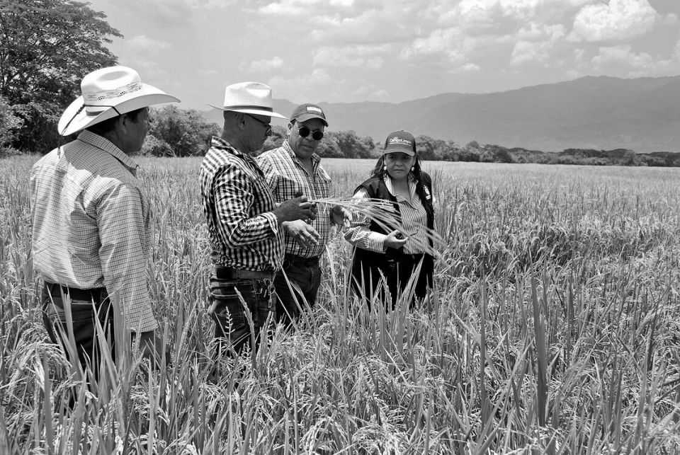 Landwirtschaftsministerin Laura Suazo besucht Reisbauern in Jesús de Otoro