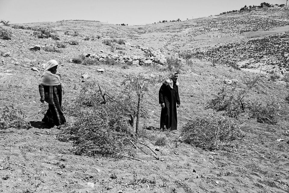 Zerstörte Olivenbäume in Ad-Deirat, Westjordanland, Mai 2025