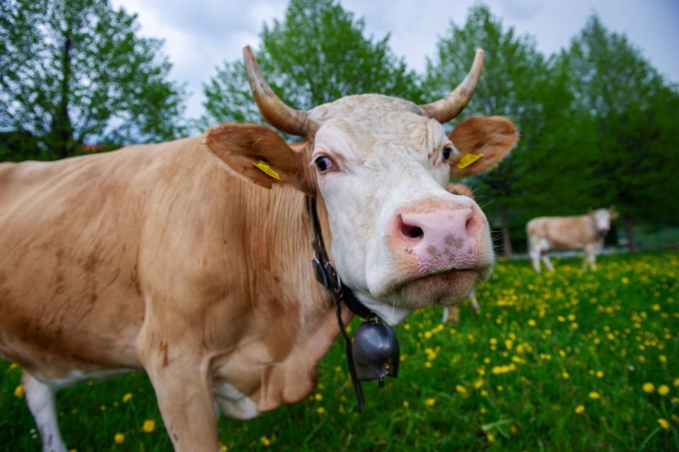 eine Simmentaler Kuh auf der Weide
