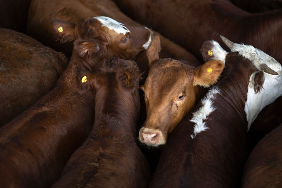 Symbolbild: Rinder auf einer Farm