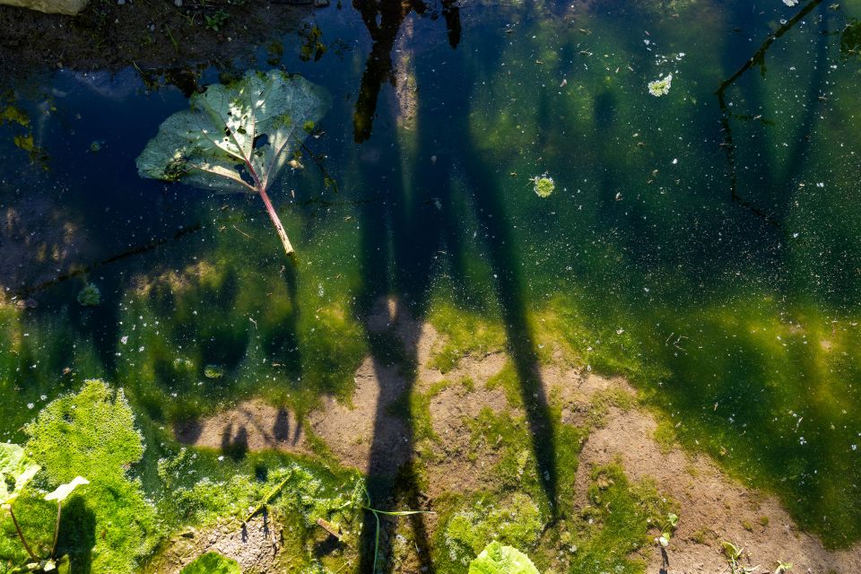 eine Wasseroberfläche mit Wasserpflanzen und Algen