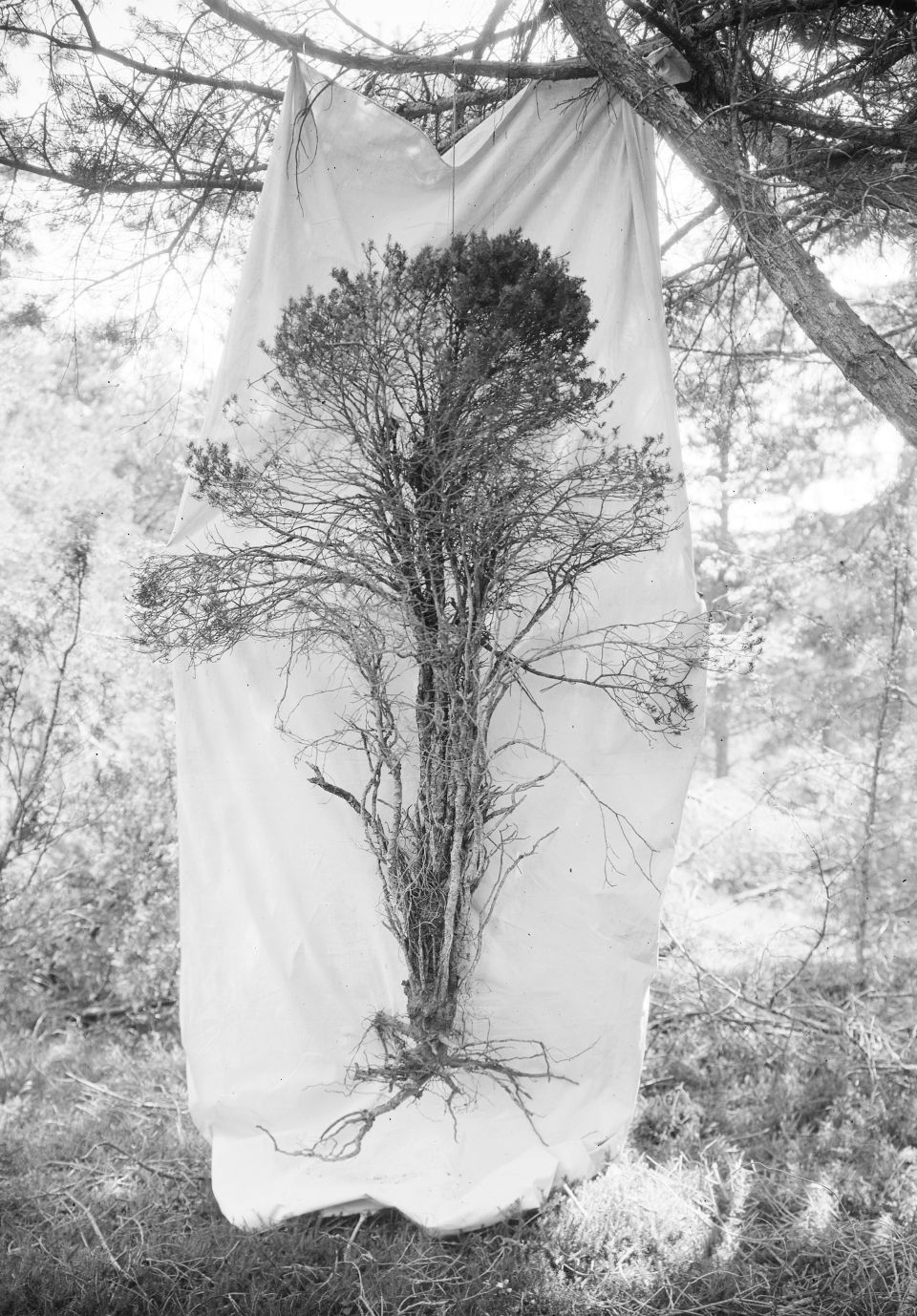 Aufnahme einer ausgegrabenen Fastigiata-Föhre vor einem Leintuch