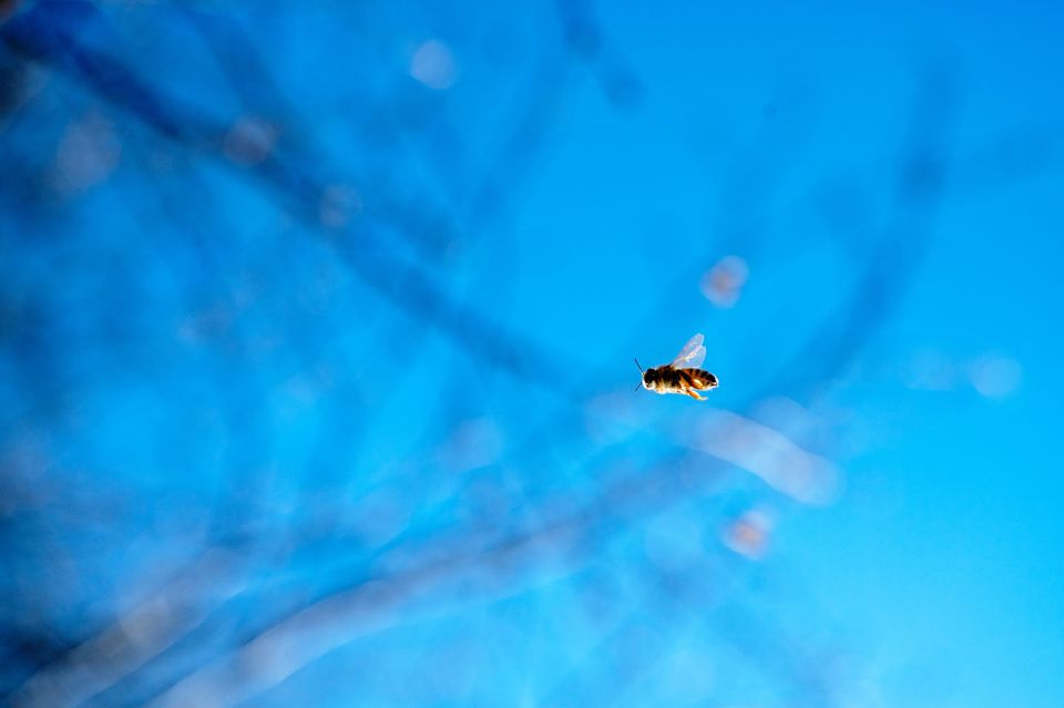 eine Biene fliegt durch die Luft