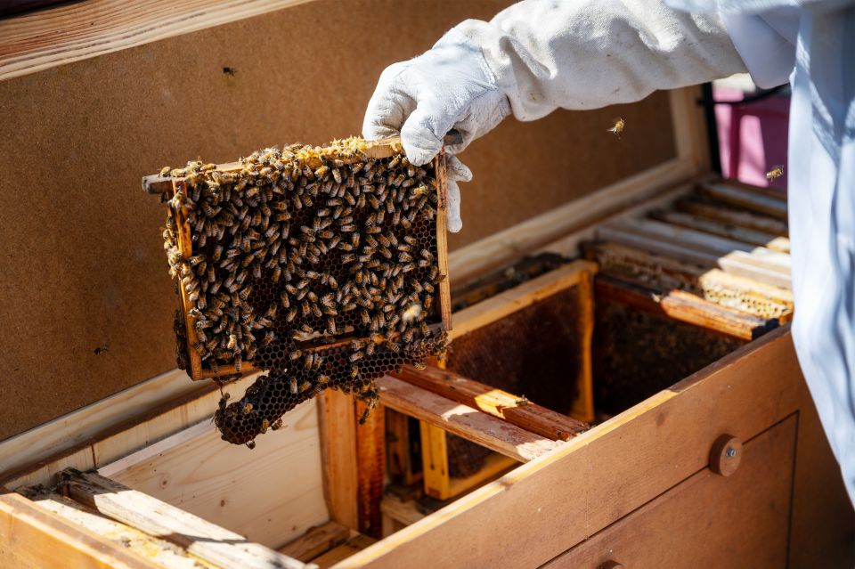 der Imker setzt einen neuen Rahmen in den Bienenkasten, auf dem Rahmen sitzen bereits viele Bienen